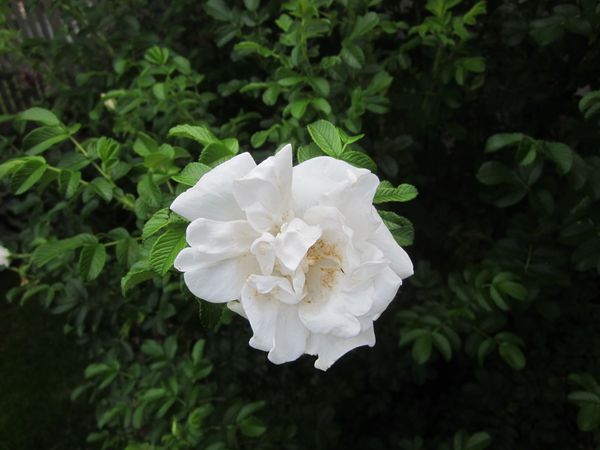 'Blanc Double de Coubert' Rugosa rose.JPG