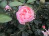 'Alnwick Castle' English rose.JPG