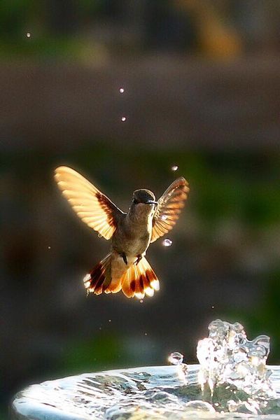 Female Broadtail Hummingbird.jpg