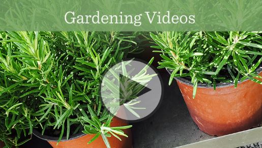 Garden Videos.JPG
