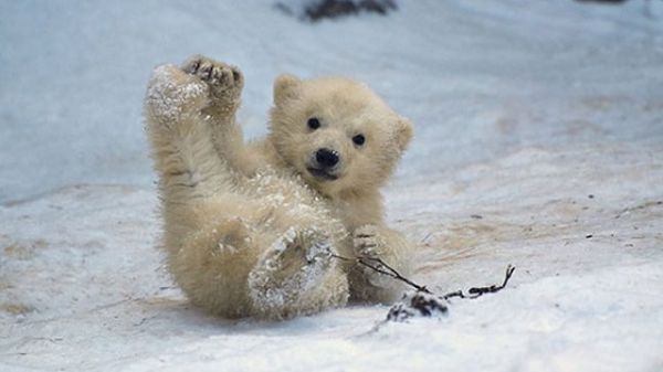 Polar bear cub in snow