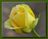 small yellow rose.jpg