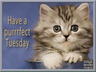 295318-Have-A-Purrfect-Tuesday.jpg
