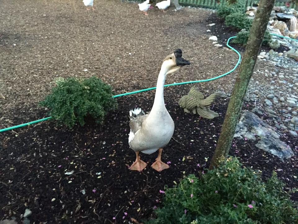 My Chinese goose, Jasper.jpg