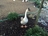 My Chinese goose, Jasper.jpg