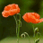 avatars-flowers-and-nature-593649.gif