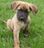 German Shepherd Boxer Mix Pictures2.jpg