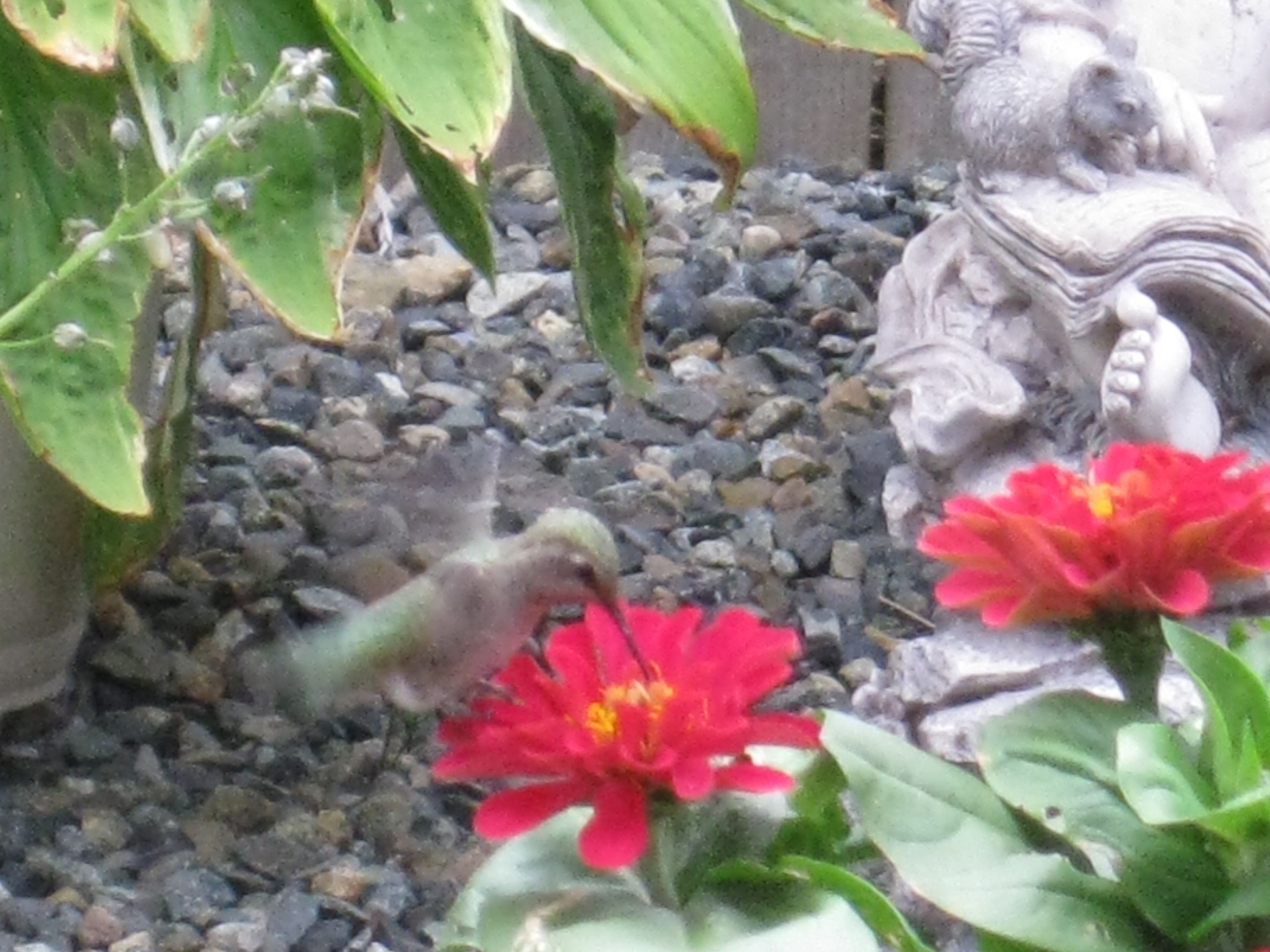 garden~hummingbirds 006.JPG