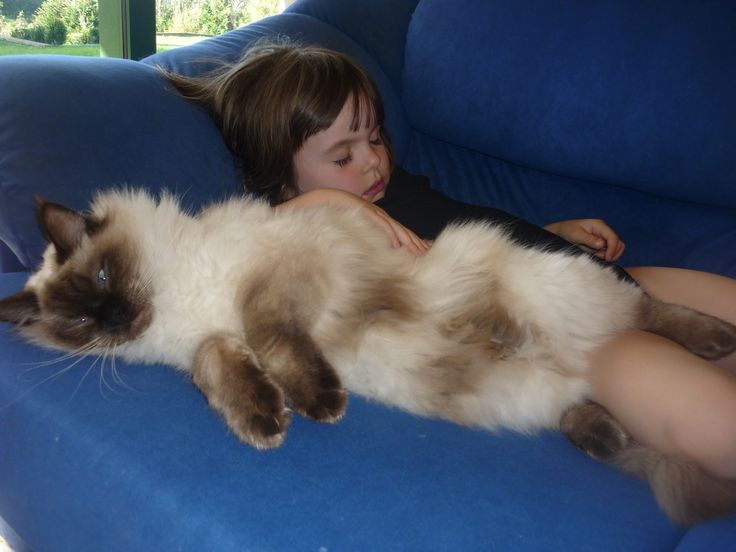 Any Ragdoll Cat lovers? Blogs & Forums