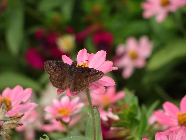 Horace's Duskywing Butterfly DSC09158 (640x480).jpg