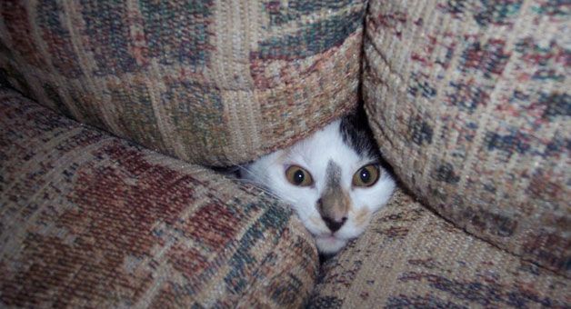 stuck-couch-cat.jpg