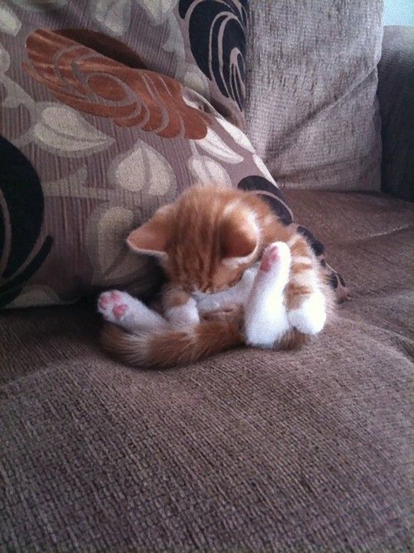 cat-on-sofa-cute-cute-cats-sleeping-photos.jpg