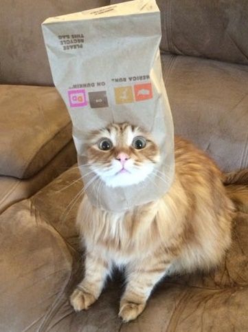 funny-cat-paper-bag-head1.jpg