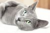 Russian Blue 2