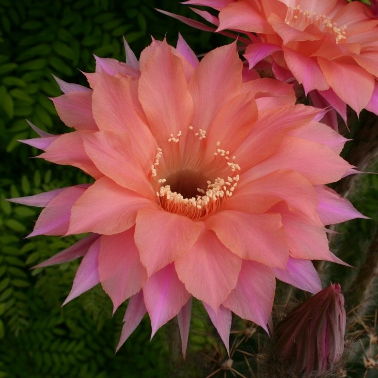 Echinopsis Flower