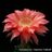 Echinopsis Monet Flower