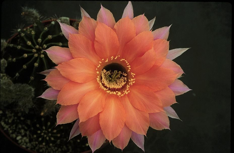 Beautiful Dreamer Echinopsis Flower