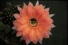 Beautiful Dreamer Echinopsis Flower