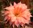 Echinopsis Beautiful Dreamer Flower