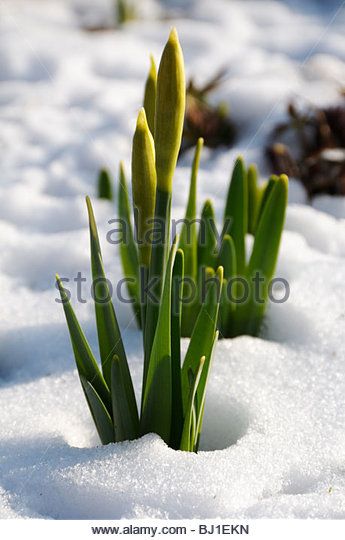 stock-photo-of-daffodils-growing-in-snow-covered-soil-bj1ekn.jpg