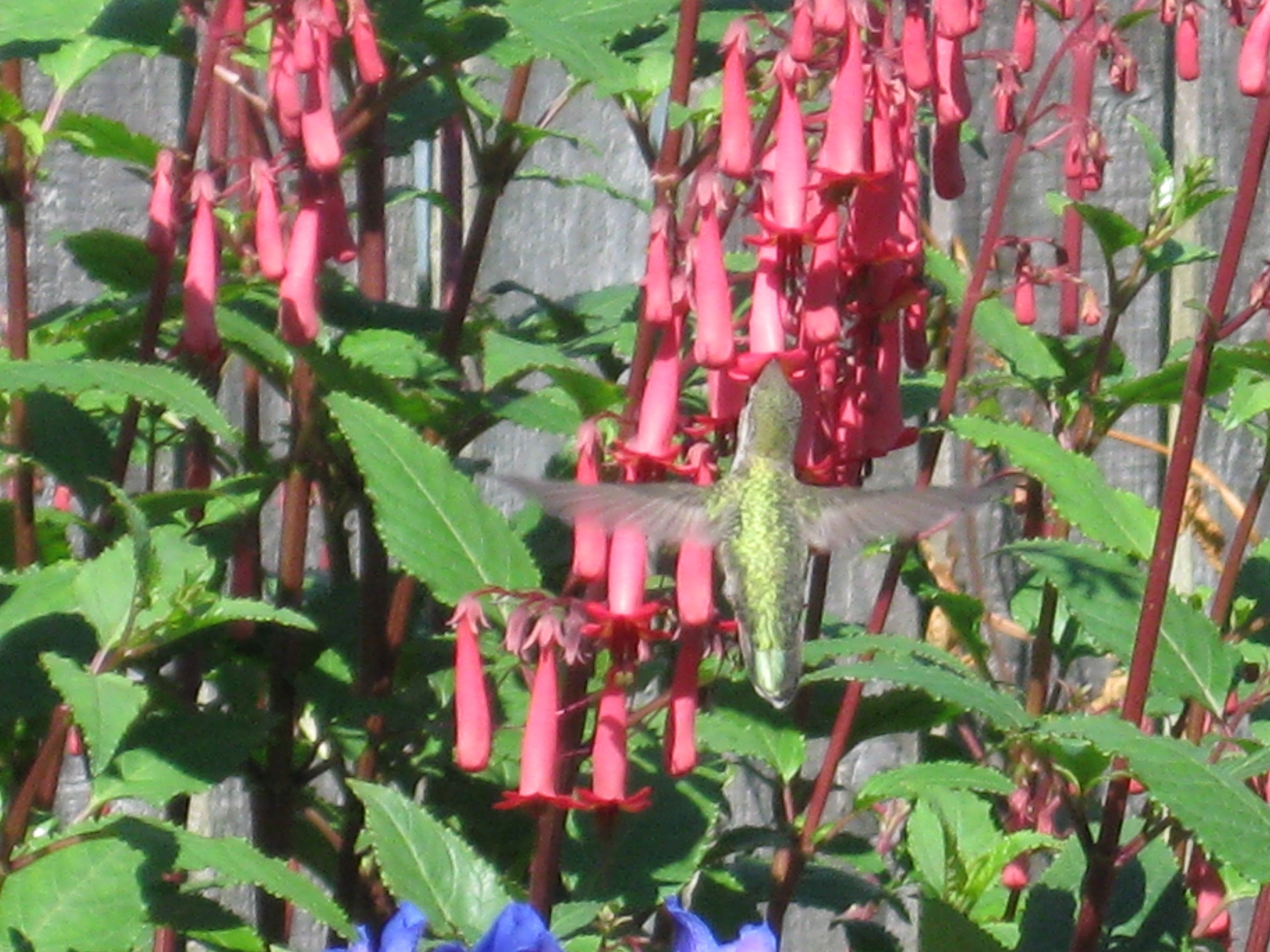 garden~hummingbirds 002.JPG