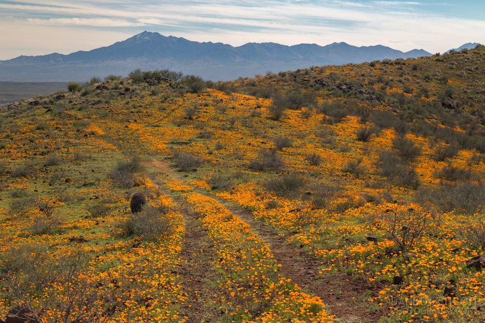 peridot-mesa-wildflowers-1 copy.jpg