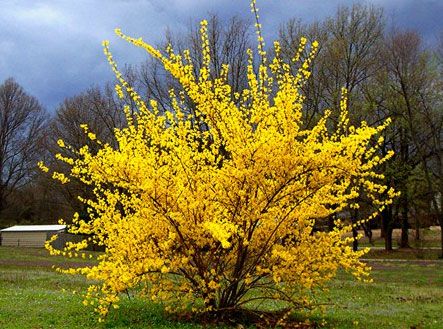 forsythia