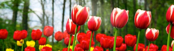 red-with-white-tulip-flowers-field-website-header.jpg