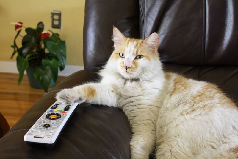 mrcat-remote-control.jpg