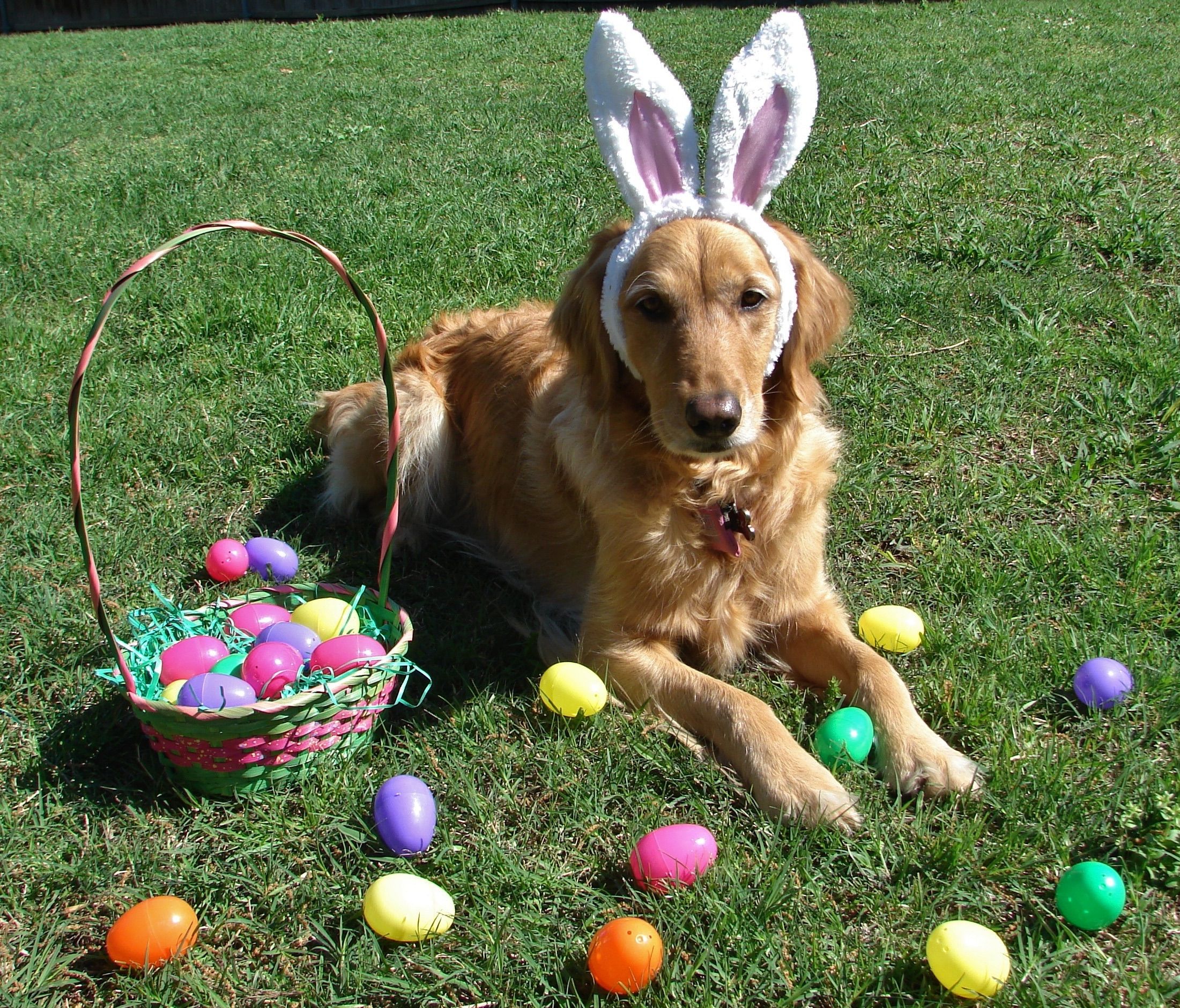 doggie-egg-hunt_0_3107.jpg