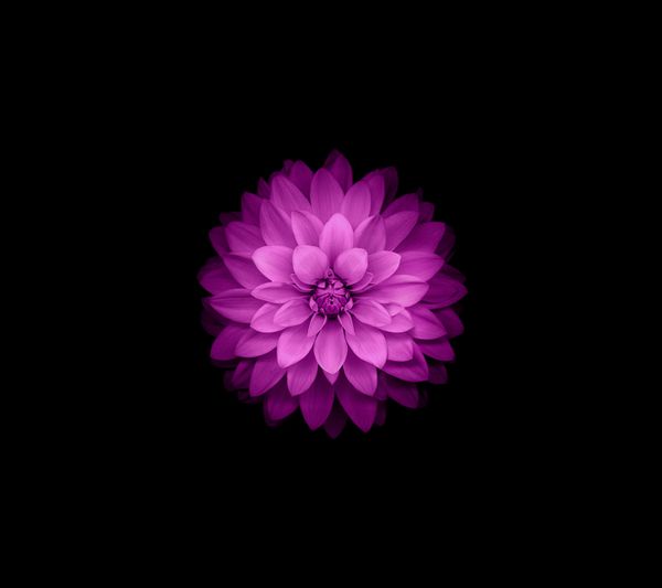 iOS_8_Flower-wallpaper-10400692.jpg