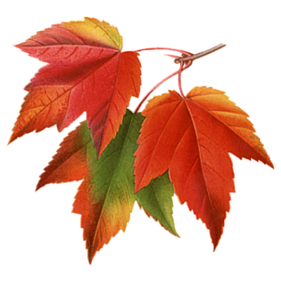 autumn-leaves.png