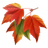 autumn-leaves.png