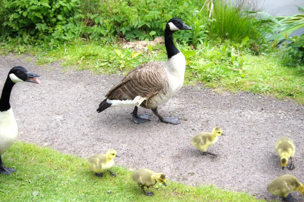 Canadian Geese.jpg