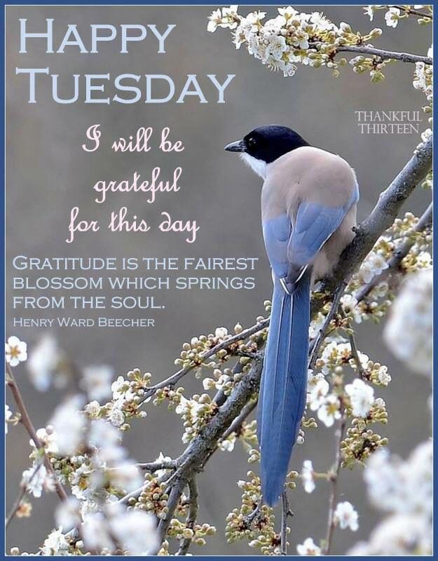 264210-Happy-Tuesday-Grateful-For-This-Day.jpg