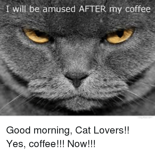 i-will-be-amused-after-my-coffee-good-morning-cat-5573977.png