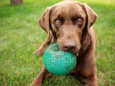 ChocolateLab.jpg