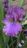 iris purple.jpg