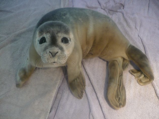 sealpup