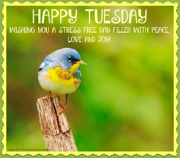 270852-Have-A-Happy-Stress-Free-Tuesday.jpg
