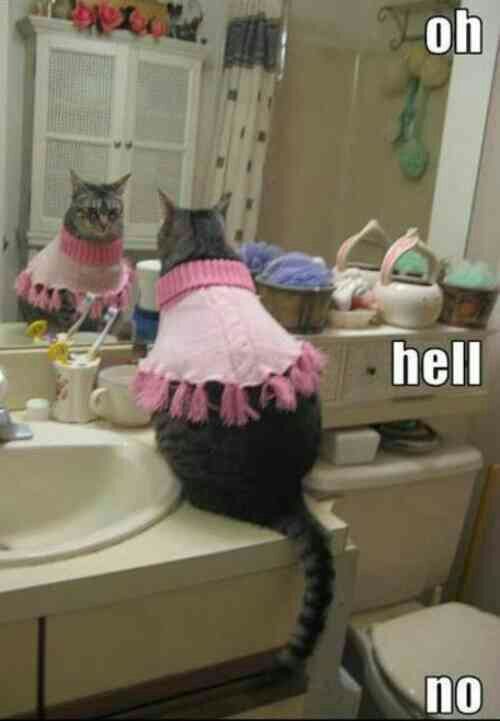 wpid-ugly-cat-clothes.jpg