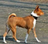 basenji.png