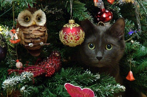 cat-in-christmas-tree.jpg