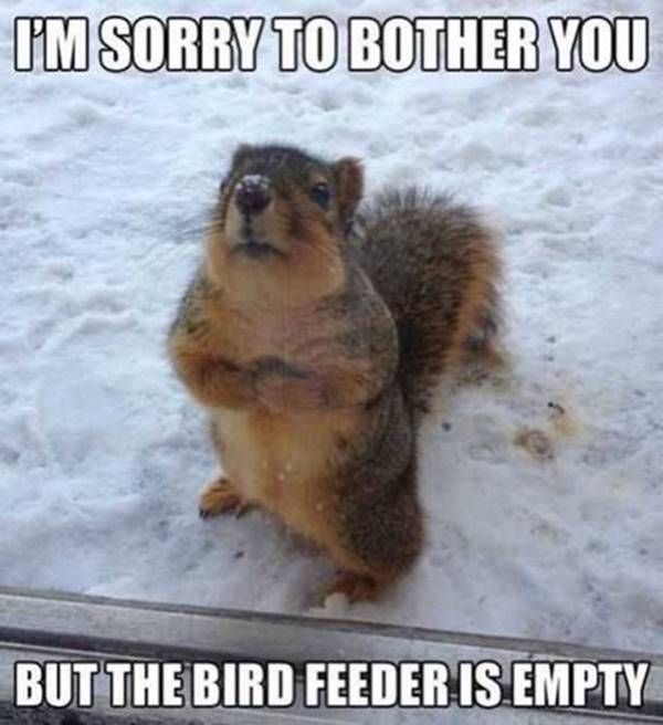 squirrel and bird feeder.jpg