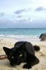 Cat on Beach!