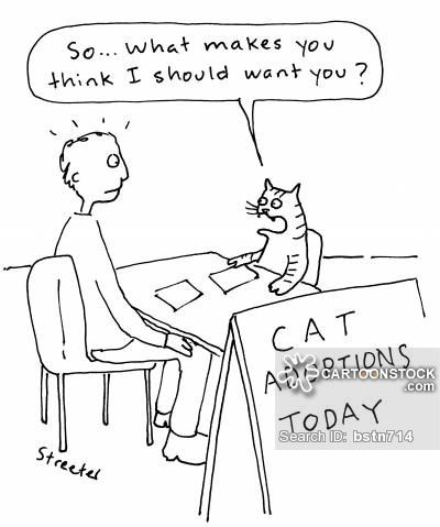 animals-cat-cat_adoption-adoptions-adoption_interview-pet-bstn714_low.jpg