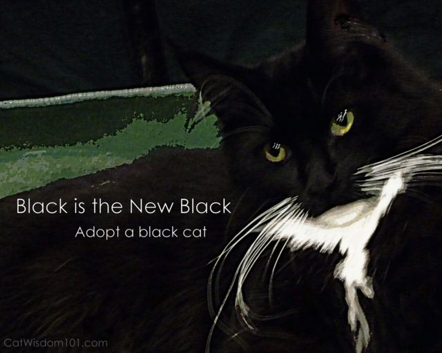 black-cat-001.jpg