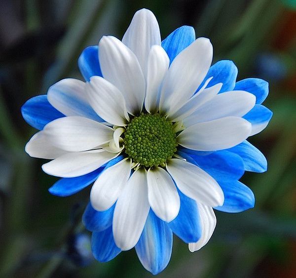 blue and white daisy.jpg