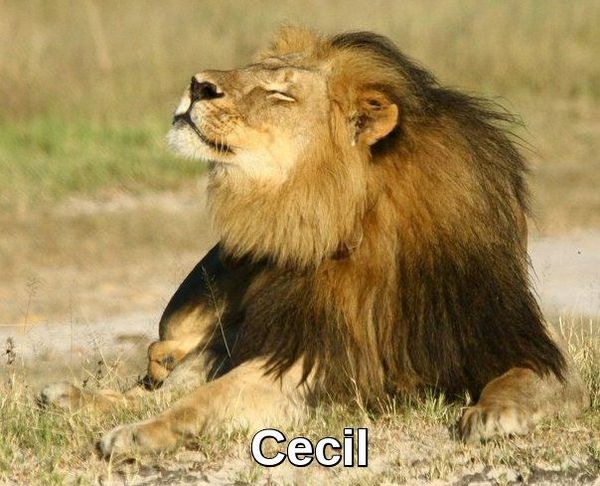 Cecil_Crop.jpg