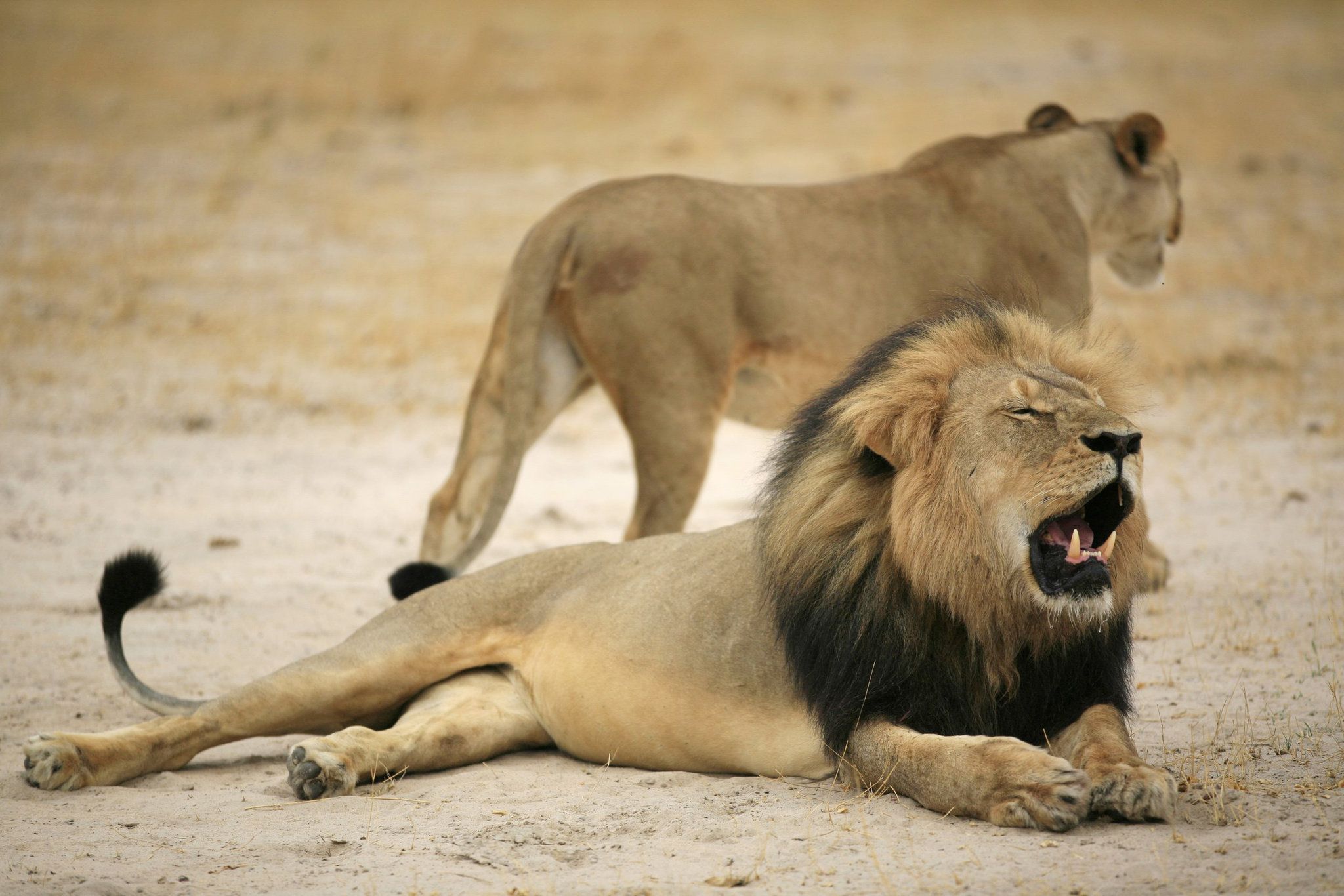 Cecil in Hwange National Park Zimbabwe.jpg